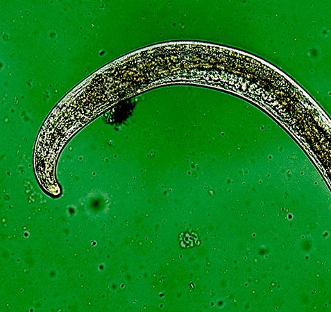 PORTADA - Bloques Control biológico